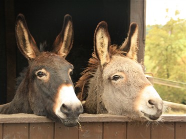 Sidmouth, Donkeys & Greenway House