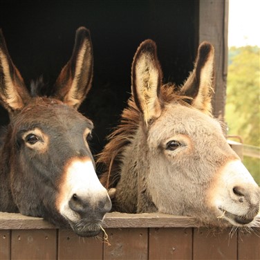 Buxton & The Donkey Sanctuary