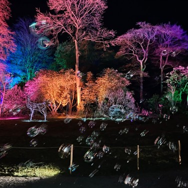 Festive Harewood & RHS Glow at Harlow Carr 